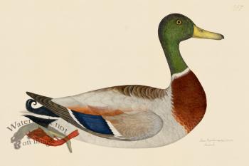 Rudbeck CFA 247 Mallard